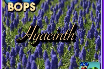 Hyacinth: 3 or 4 BOPS No. 4 (2022) [📷: Brent Faulkner, The Musical Hype, Wilson Blanco from Pixabay]