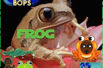 Frog 🐸: 3 to 5 BOPS No. 39 (2023) [📷: Brent Faulkner / The Musical Hype; Pixabay]